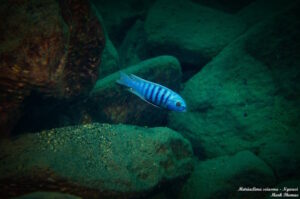 Metriaclima sciasma 'Ngwasi'